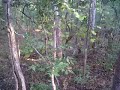 safari deer.3GP