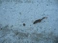 chipmunk at Elizabeth A. Morton NWR