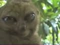 Lemur funny
