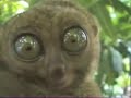 Lemur funny
