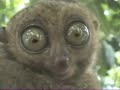Lemur funny