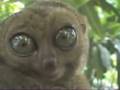videos de Lemur funny