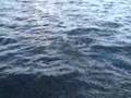 Just Big Muskies 50 inch figure 8