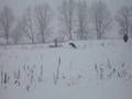 Borzoi video