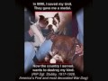 PITBULLS LOVERS NOT FIGHTERS BY KIDWELL PRODUCTIONS
