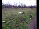 Our dogs are playing