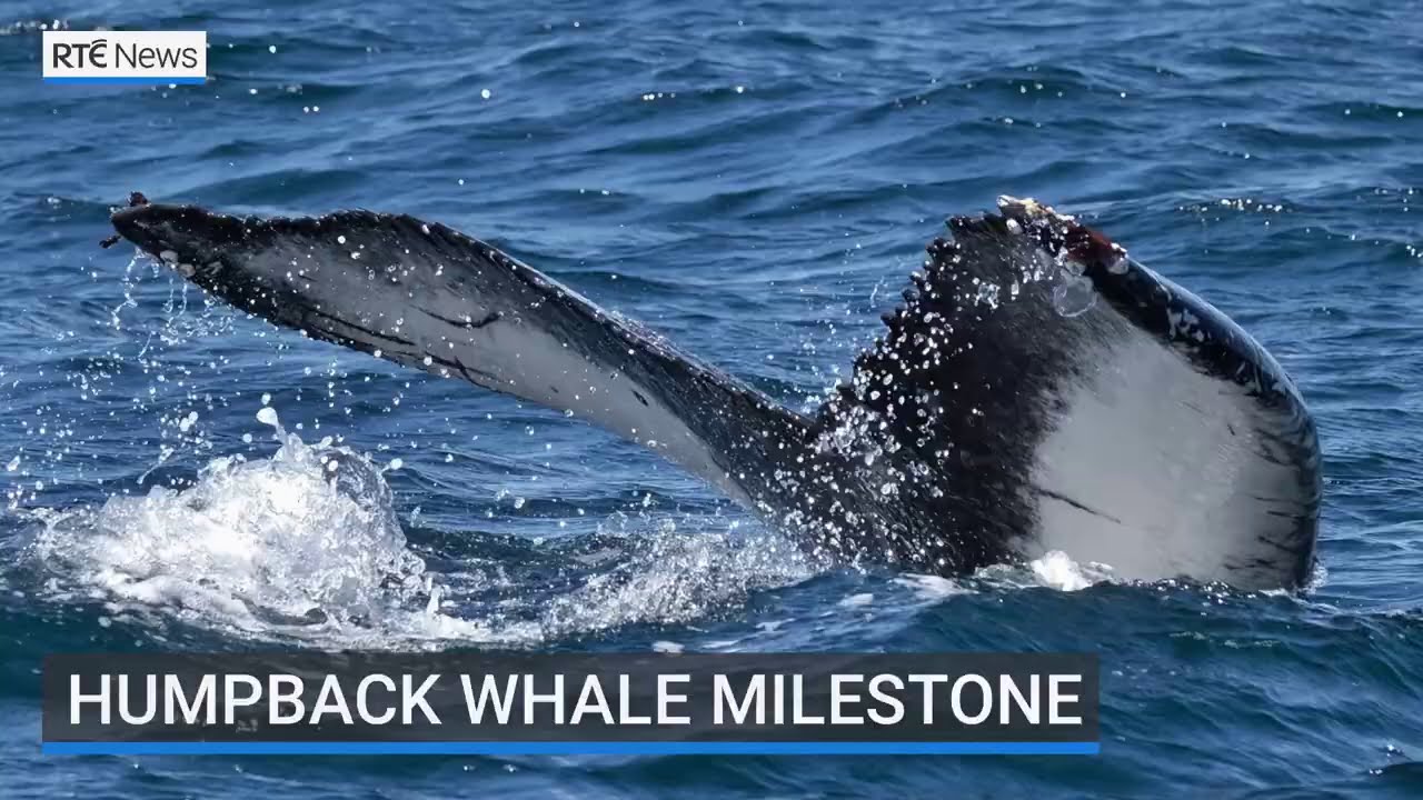 Humpback Whale Catalogue breaches 100 animal milestone Ireland's Wildlife