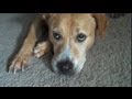 DOGGY STYLE 2011 - 31 Friends #13: Da Buddy