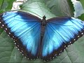 Morpho Butterfly at Brookside Gardens