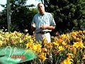 Deadheading Daylilies