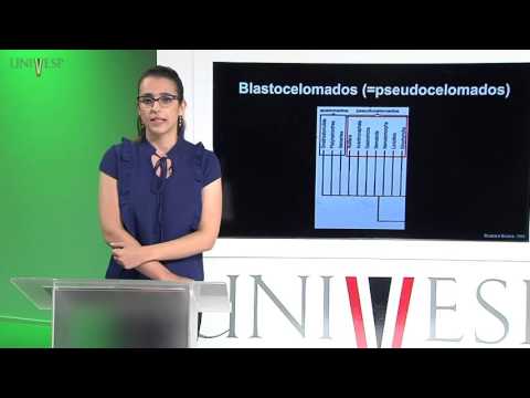 Zoologia de Invertebrados - Aula 9 - Filo Gnathostomulida e Rotifera