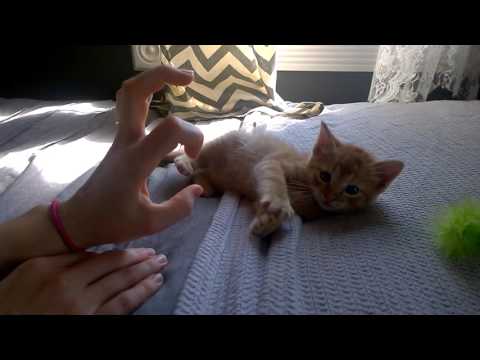 YouTube Preview Image