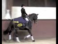 Coupe de Belgique jeunes chevaux 5ans 2007