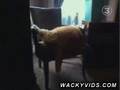 The World's Largest Cat