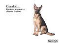 Giardia