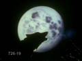 Wolves Howling