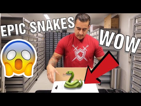 YouTube reptile video