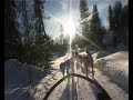 Arctic dogsledging