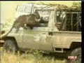 Kedi sald�r�s� belgeseli video.