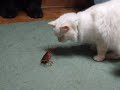 ぬこ ネコ cat 白い えびボクサー ニューファンドランド ザリガニ