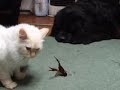 fight-of-crawfish-and-the-cat.html