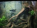 Tetra tank / Salmlerbecken @ a Zoo Aquarium [1/1]