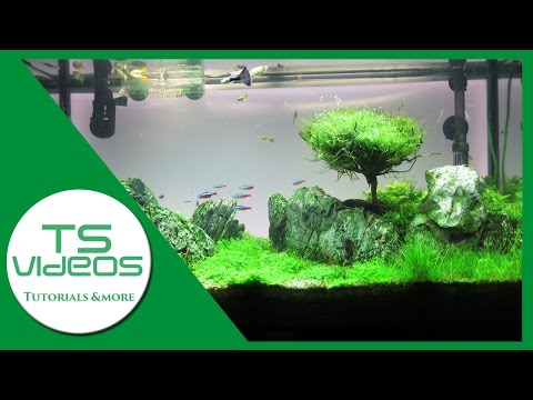 Mein neues Aquarium-Layout