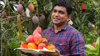 BD 9+ সূর্যডিম আম-Egg Of the Sun Mango- গবেষণালব্ধ বাণিজ্যিক বাগান বাংলাদেশে