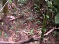 trilha de mata linda