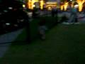 videos de Running around wildly with my Texas Cowboy hat