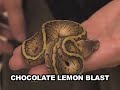 Snakebytestv-check my sexy balls out!!!!