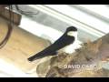 videos de Blue-and-white Swallow, (Pygochelidon cyanoleuca)