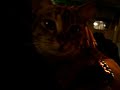 A Cat in Lok Fu