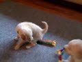 Labradoodle Puppies