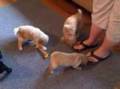 Labradoodle-Puppies