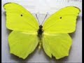 Free The Butterfly