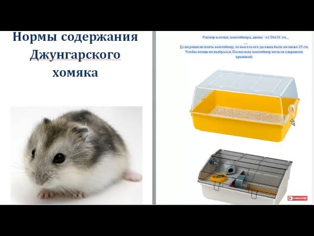 Нормы содержания Джунгарского хомяка. Размер клетки, колеса, наполнитель и что ещё нужно для хомяка