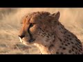 cheetah at Otjitotongwe