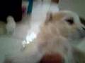 Maltés video