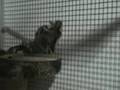 Sugar glider babys - Petaurus breviceps