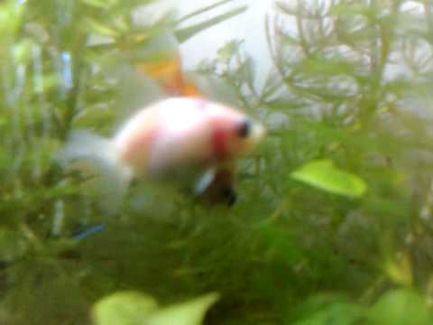 sleeping golden fish