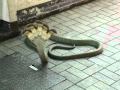 Five head cobra
