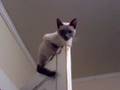 Ninja Kitty