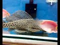 Pleco Spotted (XXL)
