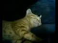 MeowMeow