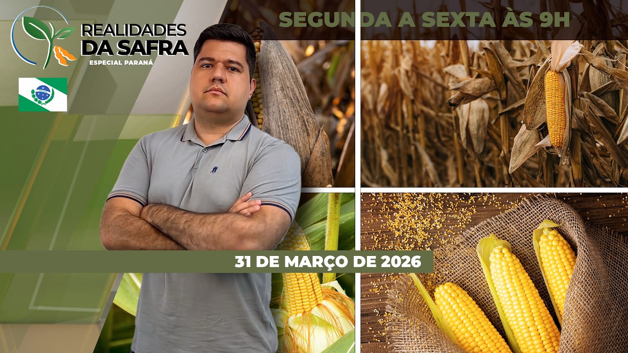 Especial Paraná: segunda safra de milho já tem perdas consolidadas de até 30% diante da falta...