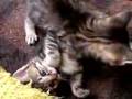 猫動画★おばちゃん急に参加!