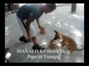 MANALO K9's Bomb Puppies!  The youngest bomb dogs in the world! :-)