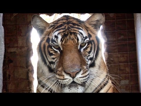 TIGER GROWL