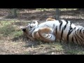NEVER TRUST A TIGER - Working with Big Cats #1